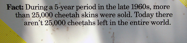 Cheetah Fact #3