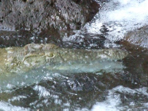 Mzima Springs Nile croc-Tsavo West
