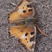 Flickr photo 'California Tortoiseshell butterfly, Mt St Helens, WA' by: Geographer David.