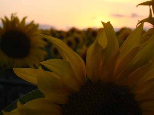 Sunflowers by Gert Herman, Sunflowers in the sunset in the Vendée region, Francesunset sunflower vendéeholiday