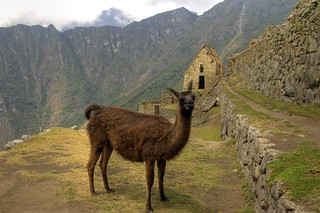 Machu Picchu: More llamas que llaman? | Quizás un araña que … | Flickr