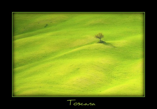 Toscana - a lonely tree by NPPhotographie