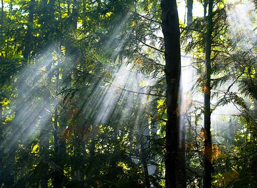 Sunshine by brettcomartin, Old image touched up a bit.camping canon canadian brett saublebeach 30d naturesfinest canon30d brett