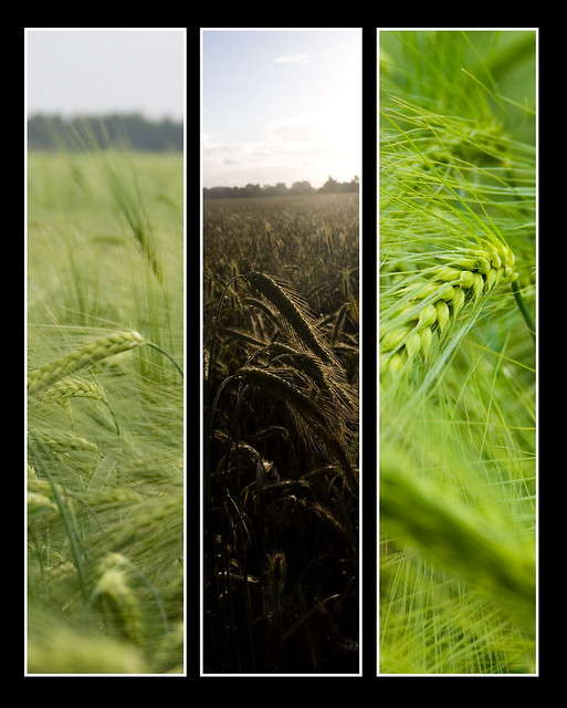 Grain - Triptych