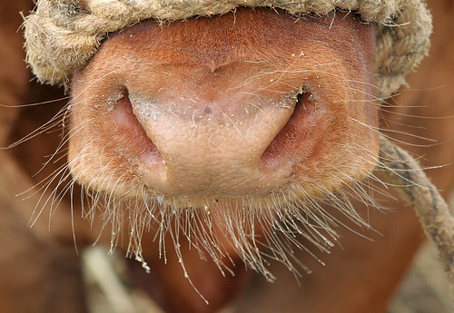 portrait closeup beard nose scotland cow rope whiskers shave sutherland dornoch agriculturalshow countyshow aplusphoto diamondclassphotographer flickrdiamond flickrelite