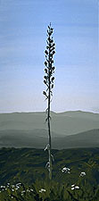 Yucca @ Sunrise: 6.14 Temecula, CA by anne m bray, air plein
