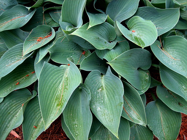 hosta leaves