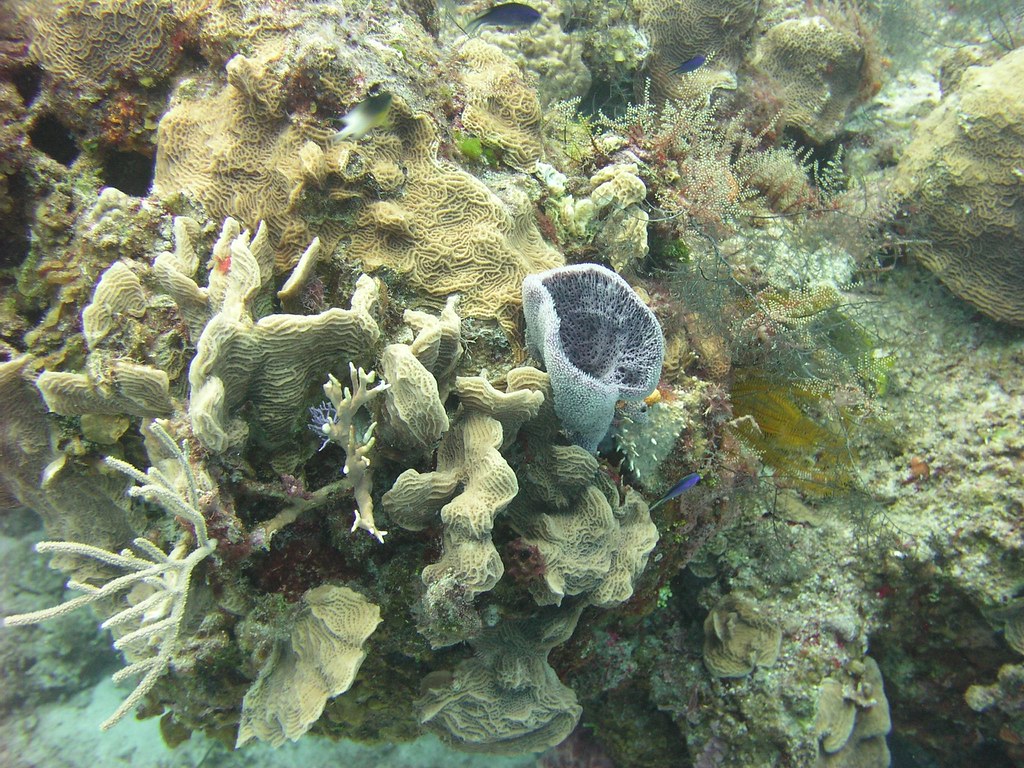 lettuce coral and azure vase sponge at Punta Dalila reef, … | Flickr