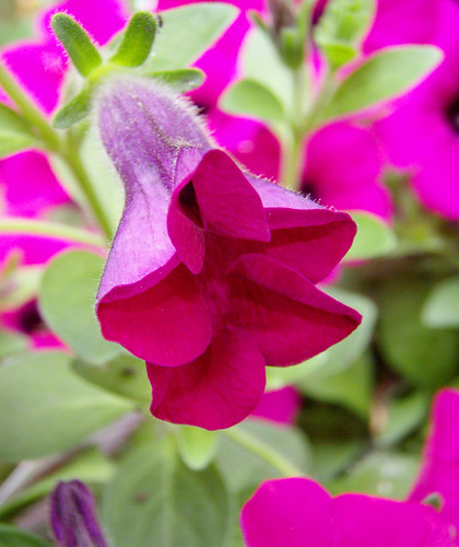 pink! | by Abizeleth