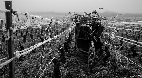 vignes sarment hiver gel froid cold bourgogne france burgundy landscape vougeot vineyard noiretblanc black white