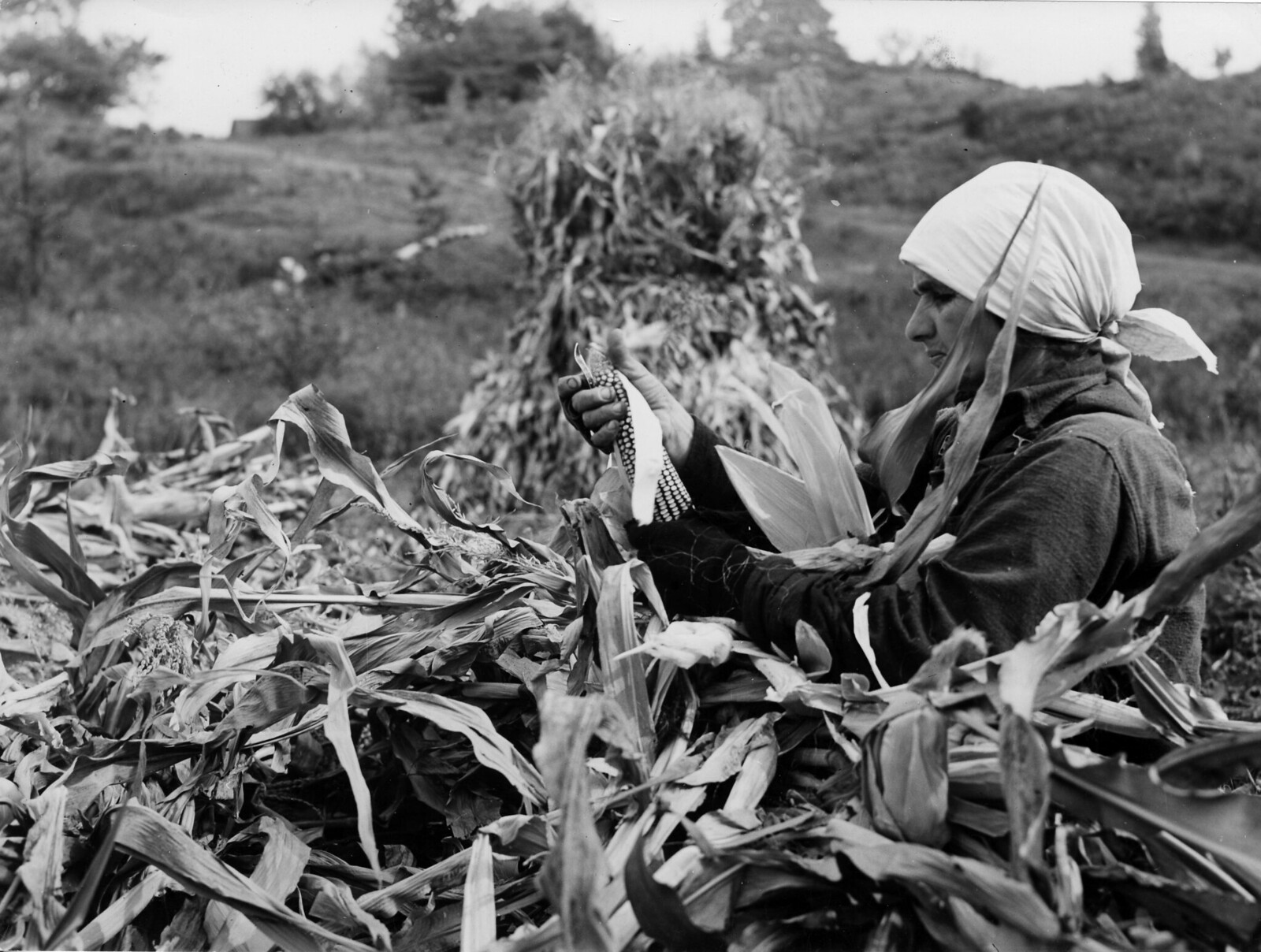 Polish immigrant husking corn