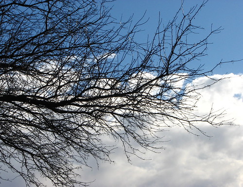 Clouds sneek behind the branches by MacSmiley
