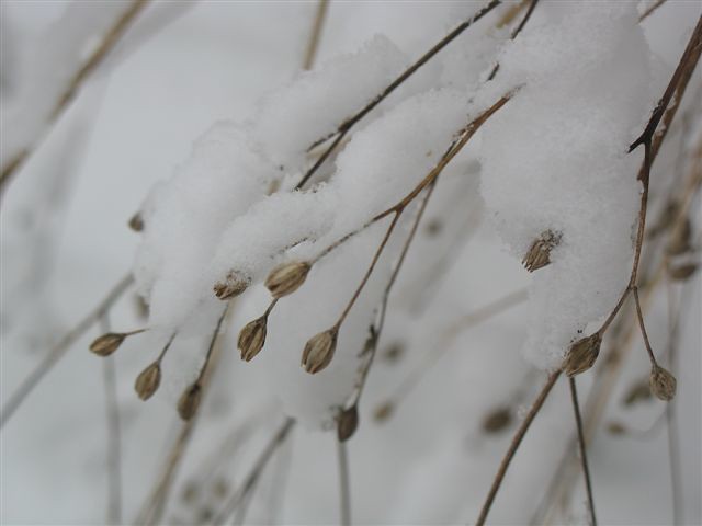 seed pods wait for spring
