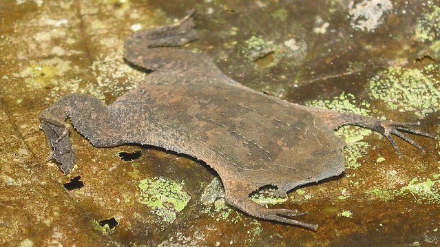 Surinam Toad - Pipa Pipa, top angle