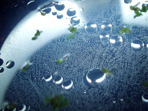 petri dish 2 | by dannytypesthis