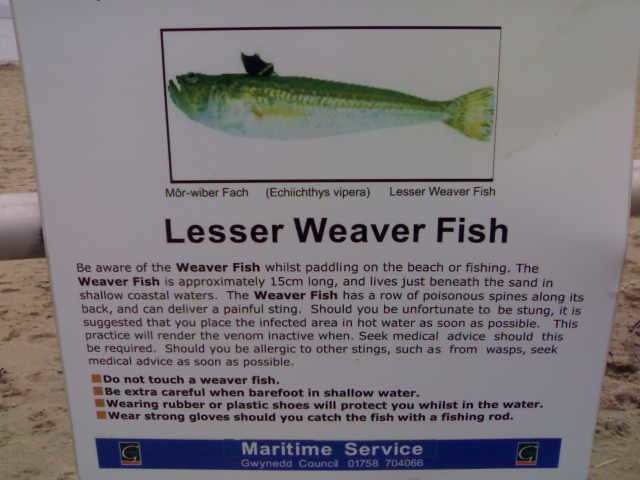 Beware the Lesser Weaver Fish! | 11/02/2007 | hugovk | Flickr
