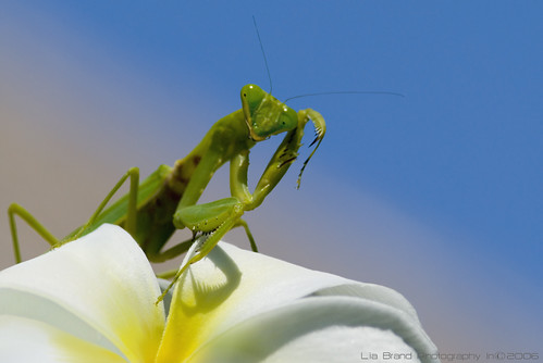 c’mon, get me if you can…♫ a praying mantis from bali ♫ by bocavermelha-l.b.