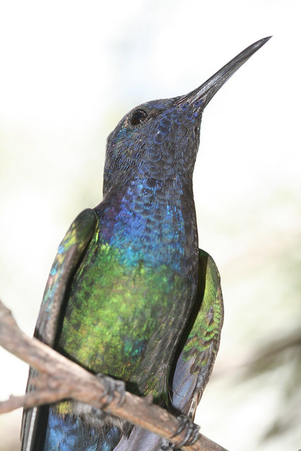 Macro de Beija-flor Tesoura - Swallow-tailed Hummingbird's macro 4 294 - 9
