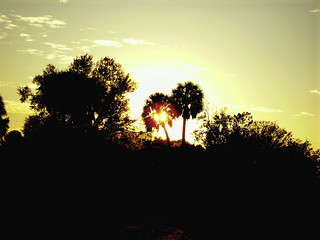 Twin Palms, A Sunset Silhouette