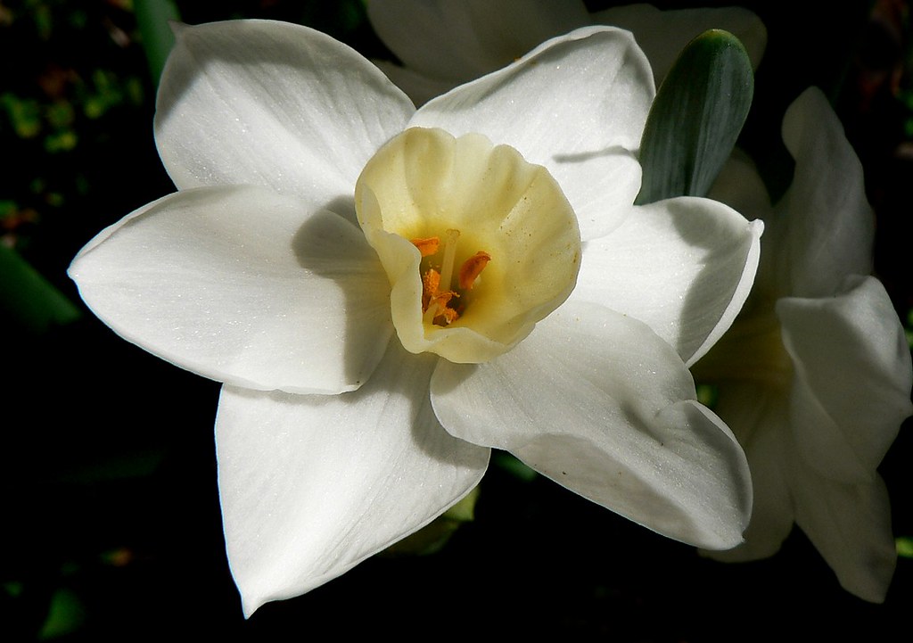 Australia Perth White Jonquil Flower | Our garden | David Curtis | Flickr