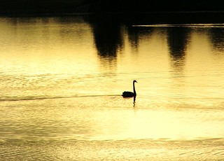 Dawn Swan