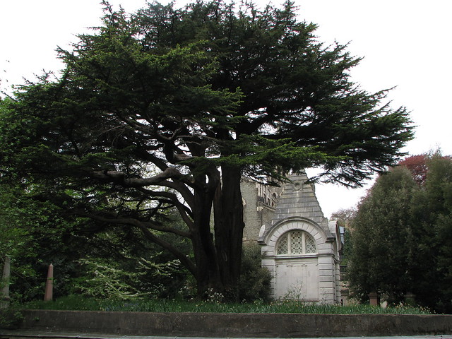 IMG_7904 Cedar of Lebanon, Highgate Cemetery