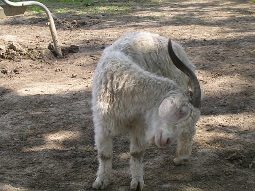 Goat 1 Stonegate circular