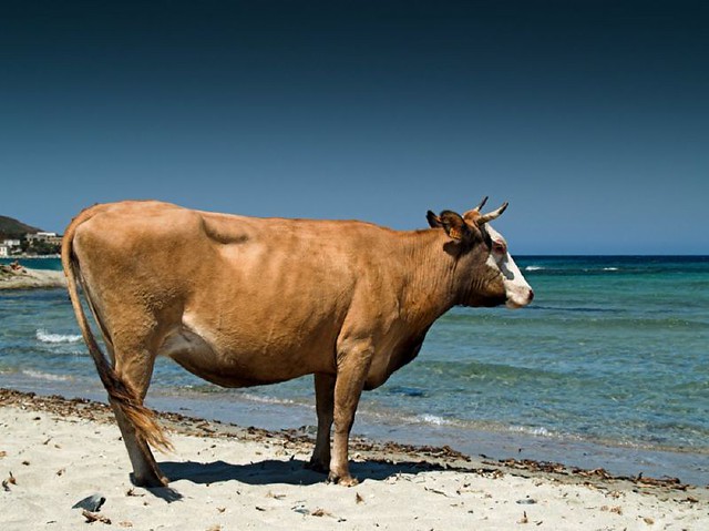 she see the sea (beach Cow)