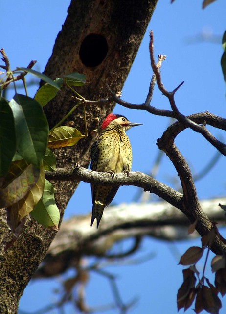 Green-barred woodpecker