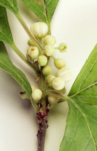 axillary male flower buds