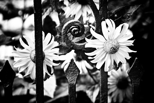 Imprisoned flowers trying to escape by manganite