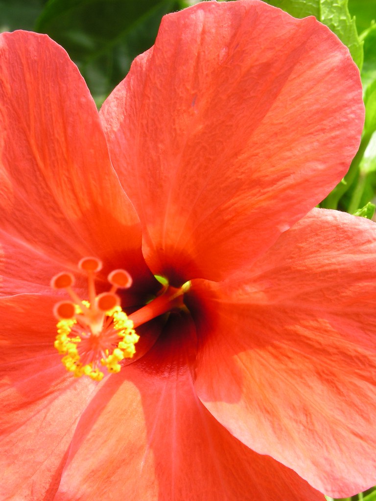 Bunga Raya - closeup 3 | Hon Koat Pang | Flickr