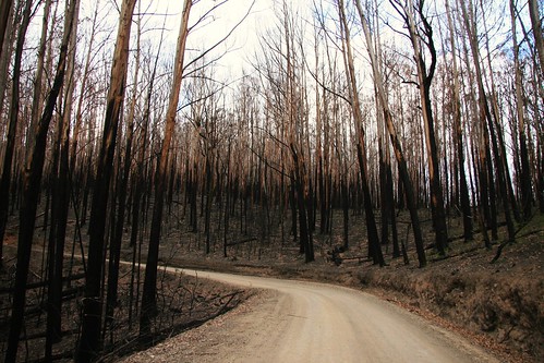 road trees mountains geotagged australia victoria bushfire pc3723 woodspoint auspctagged greatdividingrange frenchmansgap