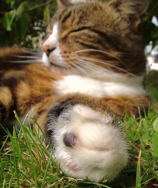 Feline - Paws for thought - Brest, Brittany, France - Saturday July 28th 2007