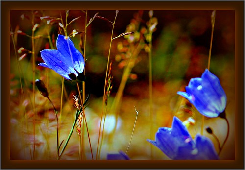 Norway Tromsoe:  blue bloom from novalis  17.1051.21 by Juergen Kurlvink