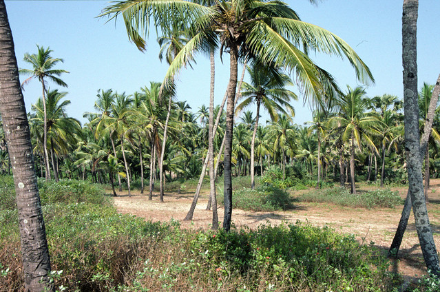 22. Coconut palms.jpg