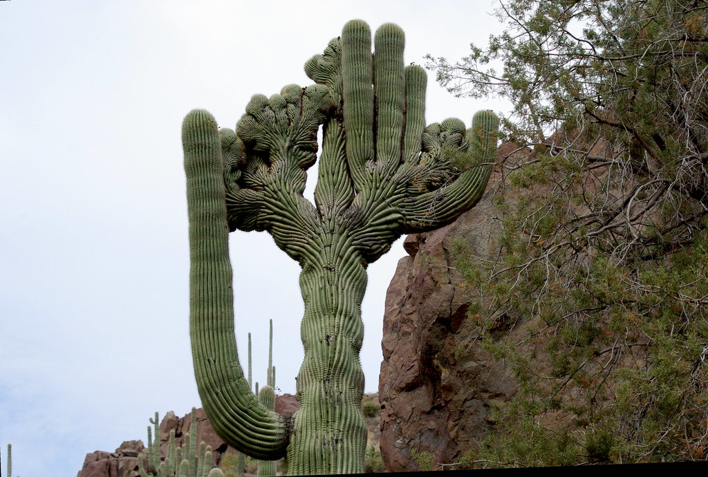 Rare Crested Saguaro