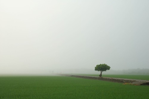 tree green misty fog geotagged taiwan explore ricefield hualien 花蓮 yuli 玉里 abigfave anawesomeshot geo:tool=gmif geo:lat=23296676 geo:lon=121279202
