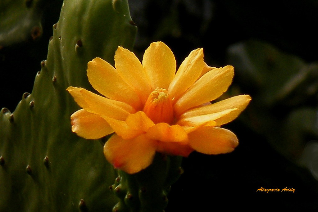 Flor de Alquitira/Cactus Flower