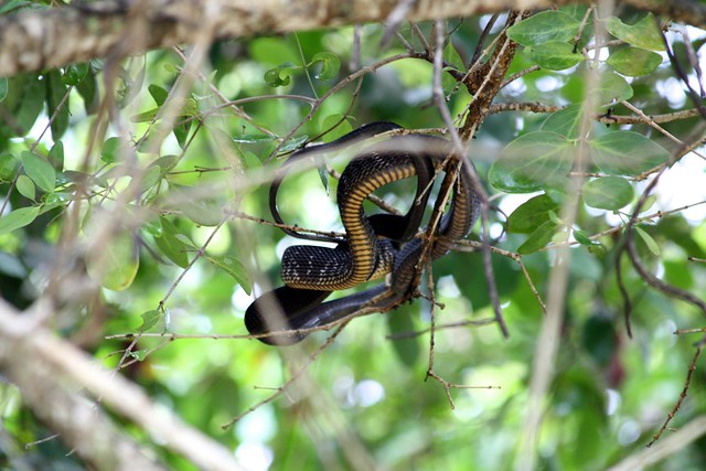 Boiga blandingii (Blanding tree snake)
