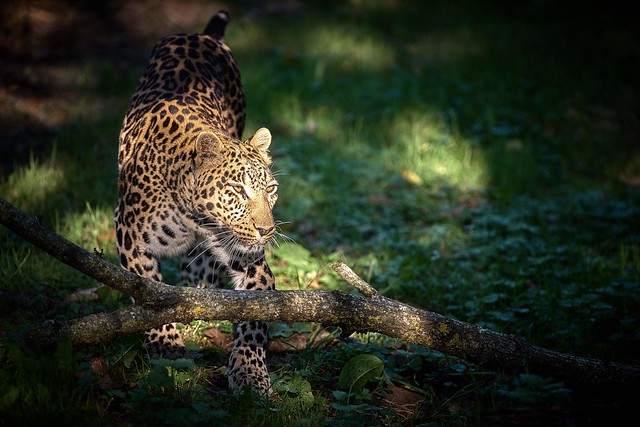 Leopard in the light