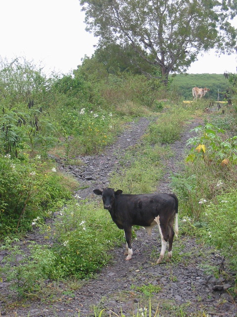 Cow in Cabo Rojo