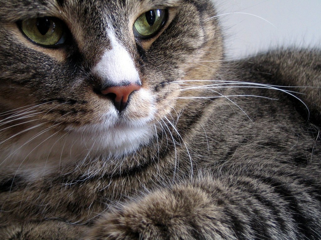 Petie