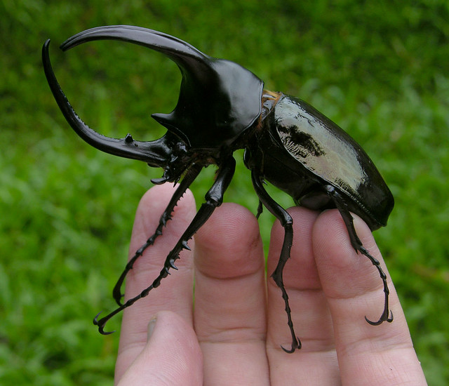 Chalcosoma moellenkampi - three-horned rhinoceros beetle from Borneo