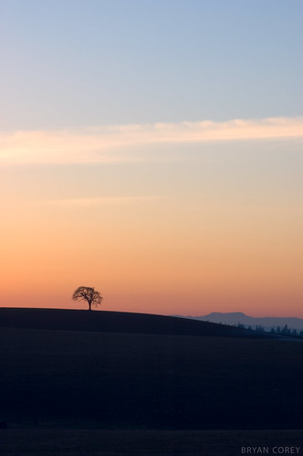 sunset tree oregon geotagged photography nikon d70 silverton hills silhoette imgkind:imgid=54aa550e44d7466ea435757489cb02ac