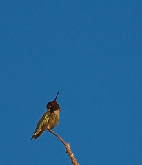 Hummingbird | Taken from quite a distance, tight crop. | Peter Baer ...