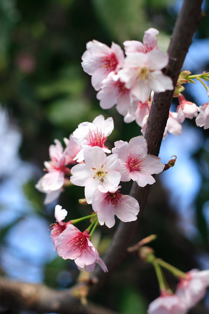 sakura