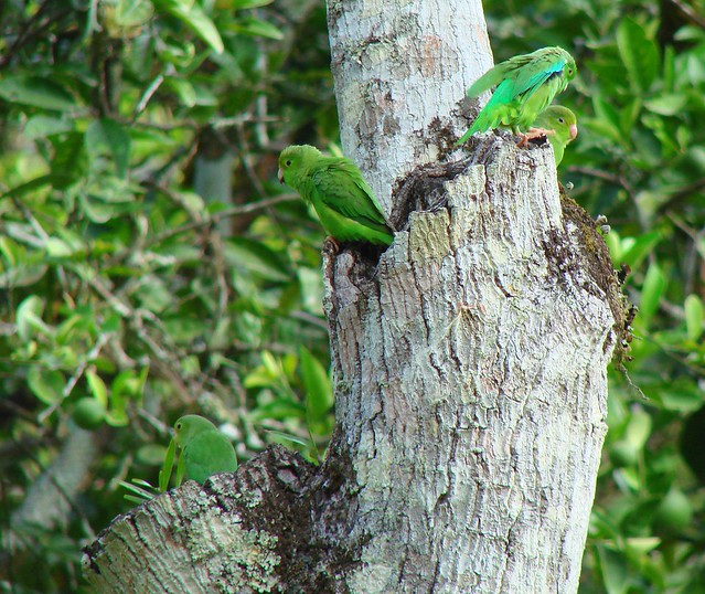 Periquito Mastrantero [Green-rumped Parrotlet] (Forpus passerinus) (♀ & ♂)