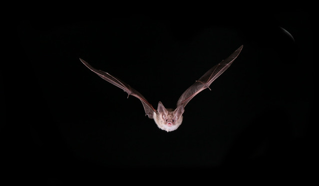 Lesser Long-eared Bat (Nyctophilus geoffroyi) in flight in Central Australia, near Alice Springs.