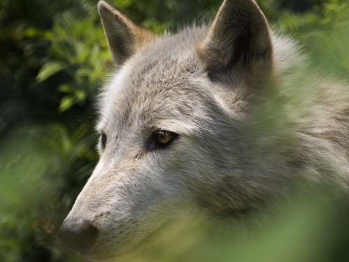 Lakota Wolves | by alison d'bird